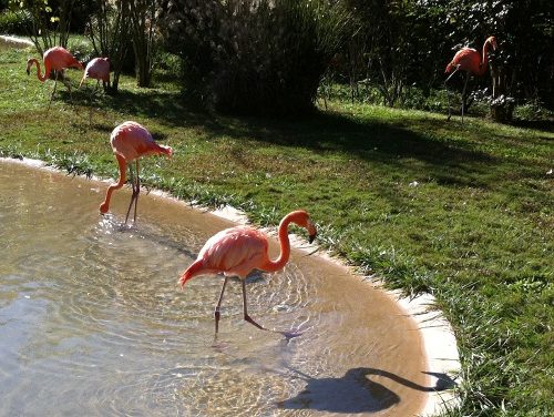 Let’s Go To The Zoo