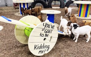 nashville fair livestock goat exhibit 4-H